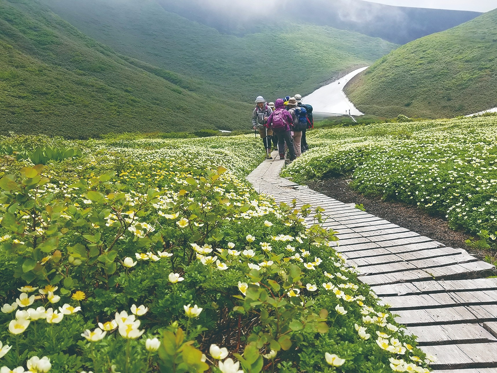 みちのく 花の名峰森吉山縦走 秋田駒ヶ岳 東北 トラマス山旅 新潟発の登山ツアー専門サイト トラベルマスターズ